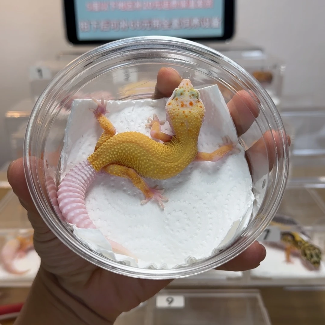 豹纹守宫白黄无纹暴龙妹妹眼睛轻微折邹