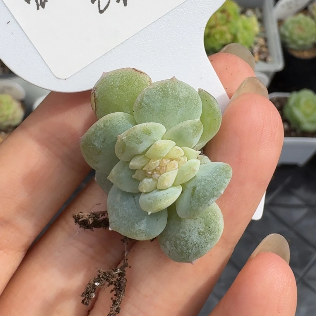 0725-010-芳草缀一颗