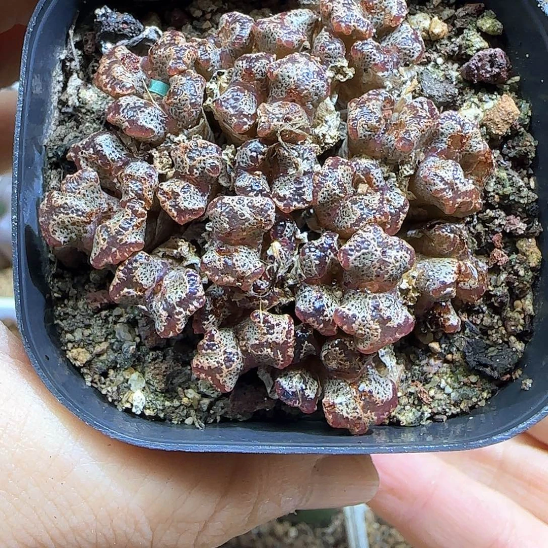 彦****哈哈哈哈哈哈哈哈哈53401