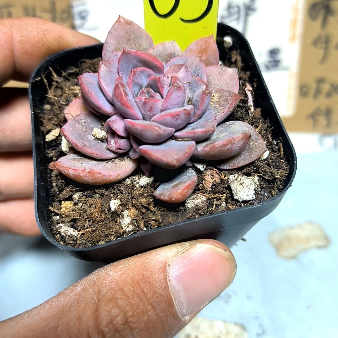 满6元包邮，#63号紫卡