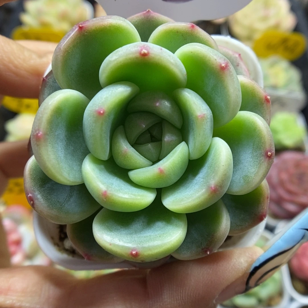 童话甜心可拍543号