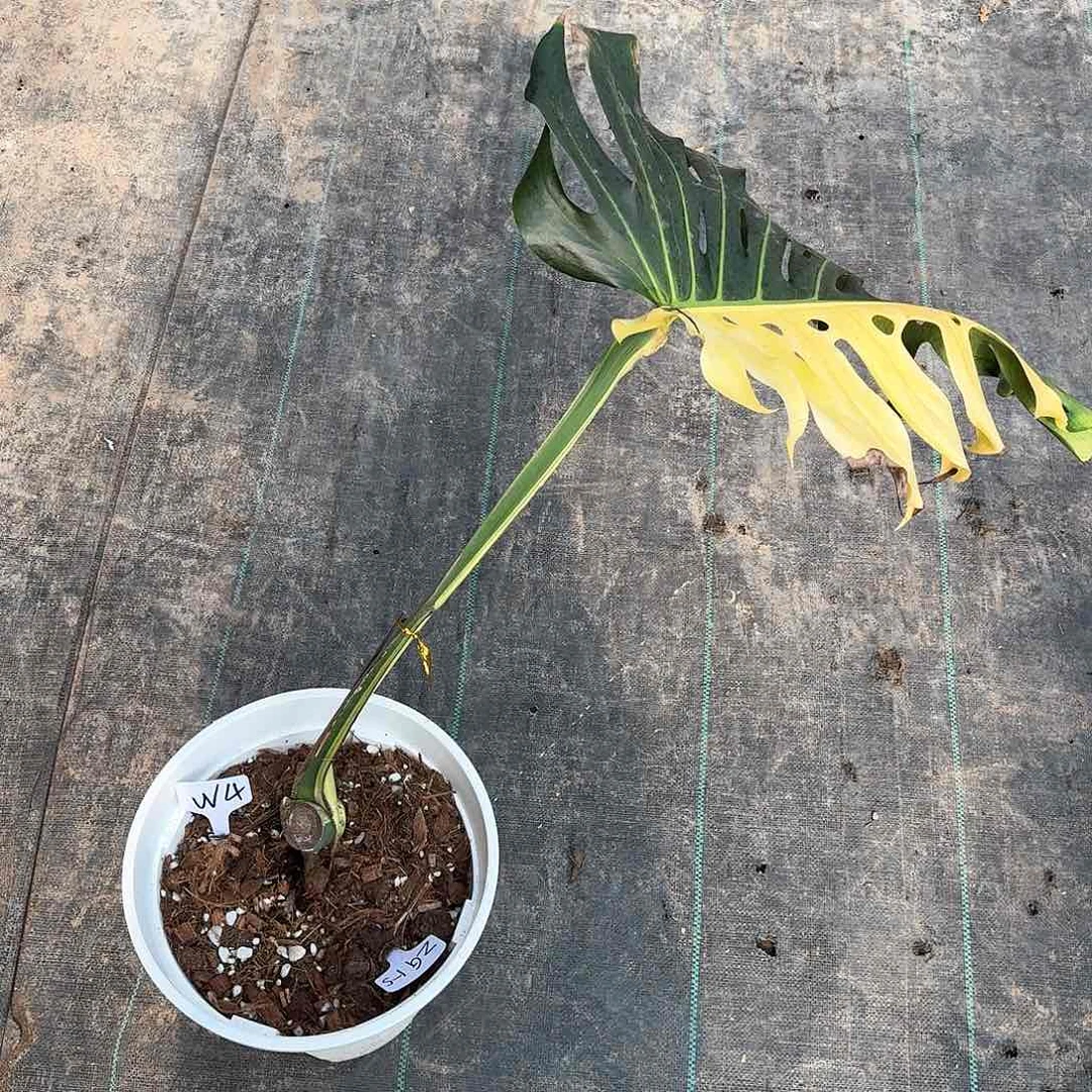 无花朵洁*阴阳芝士一叶一芽w4