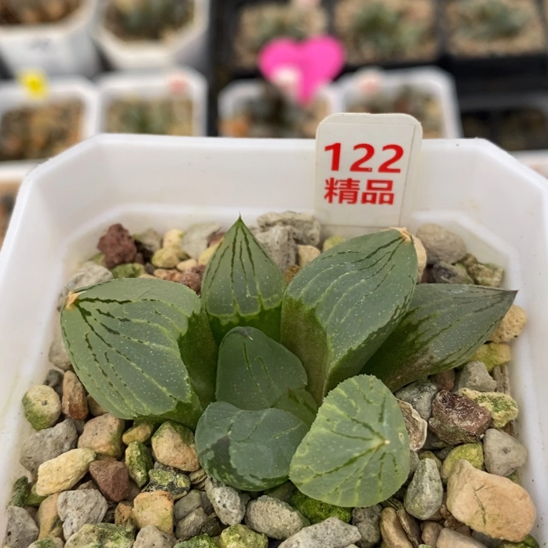 不开花植物122虞美人