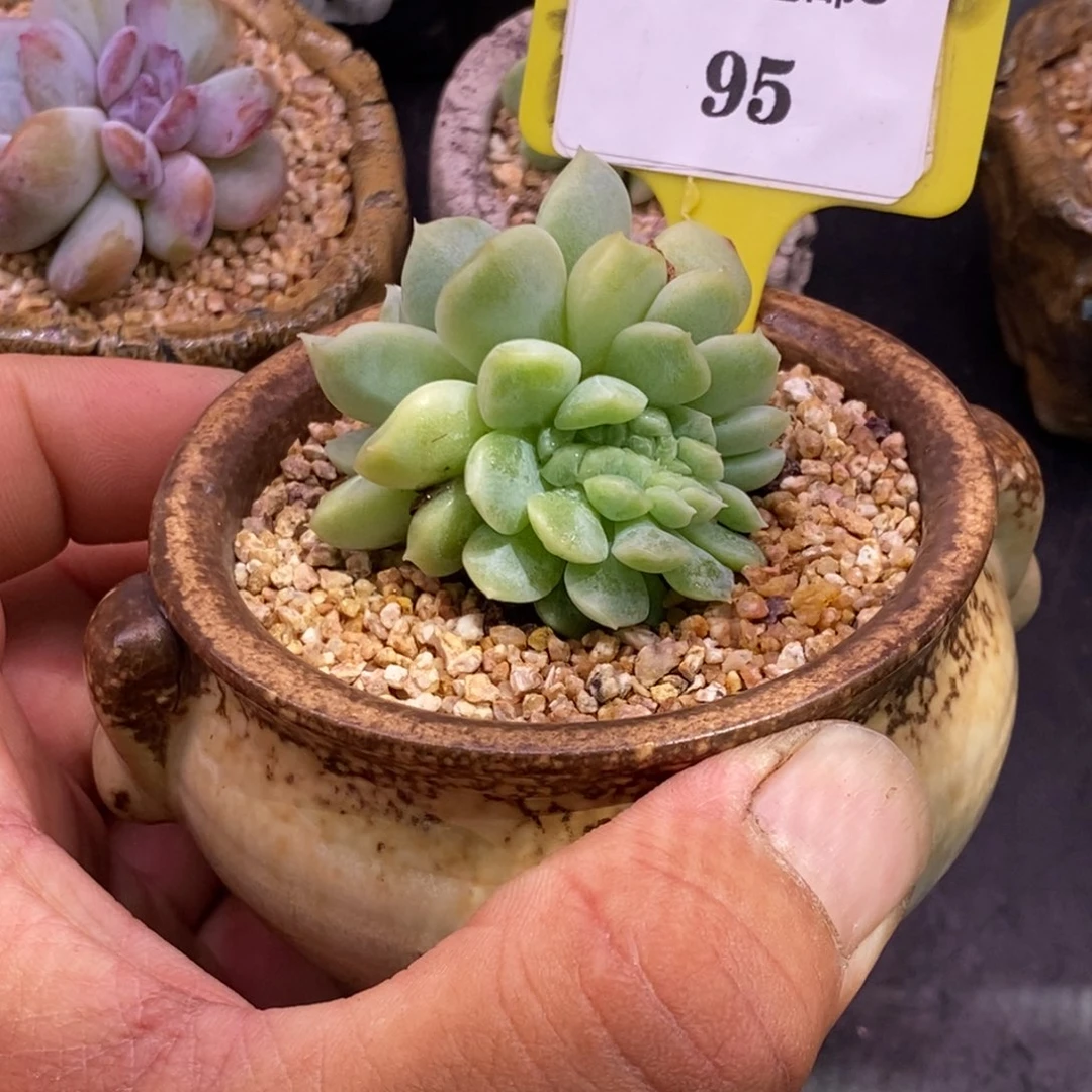 895琥珀缀化多肉植物……