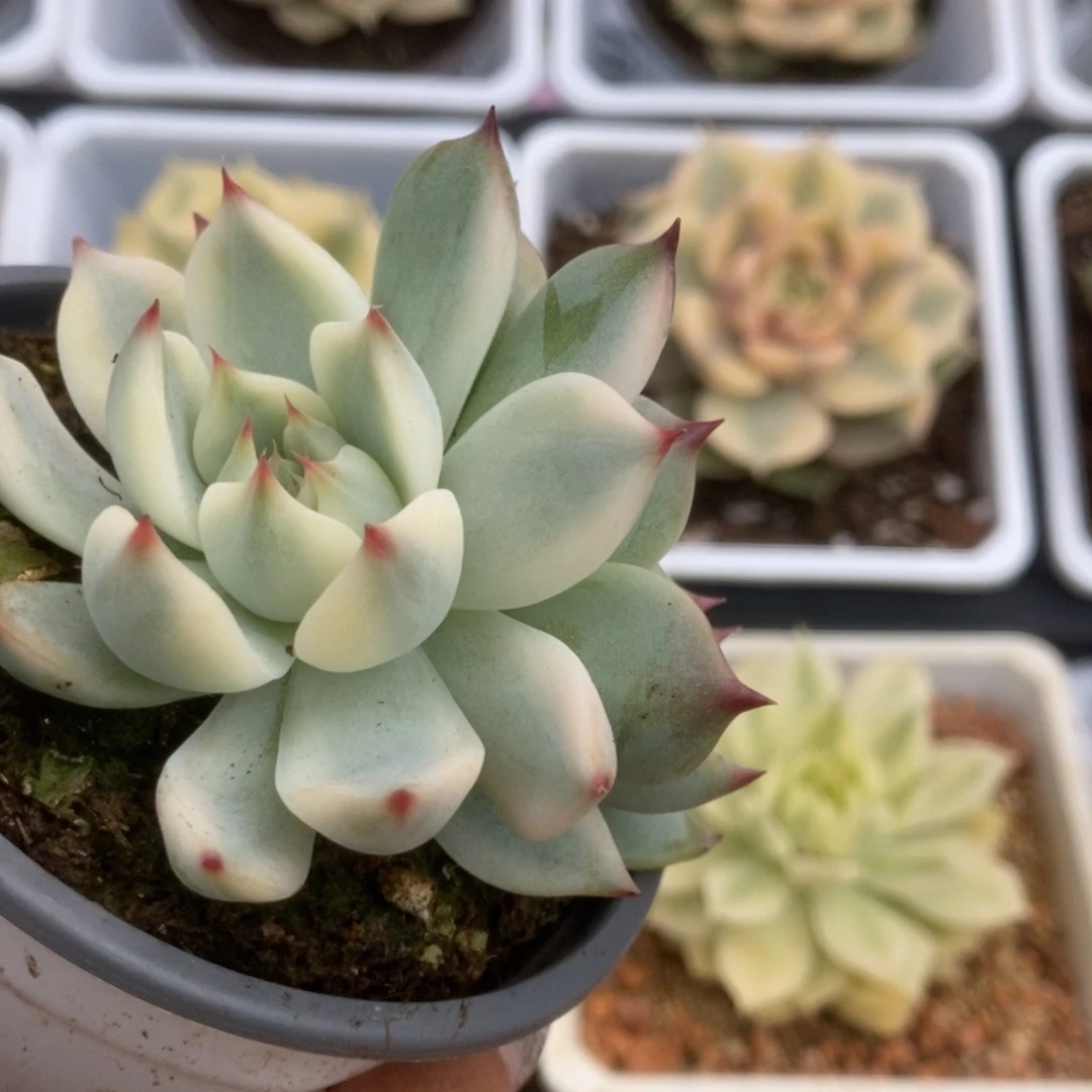 452锦锦锦锦锦锦锦锦