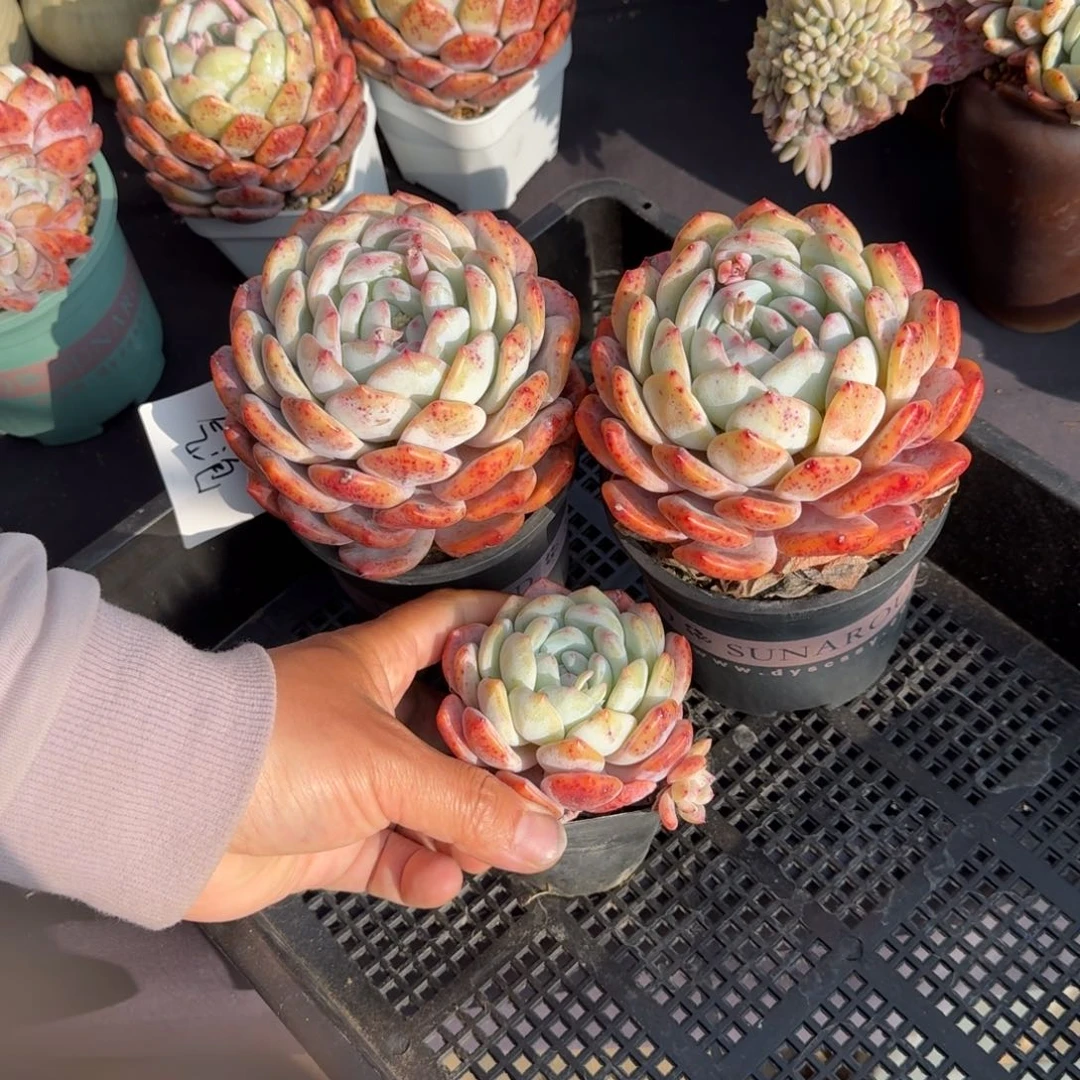 气**妤一组两颗精控单头，专拍链接