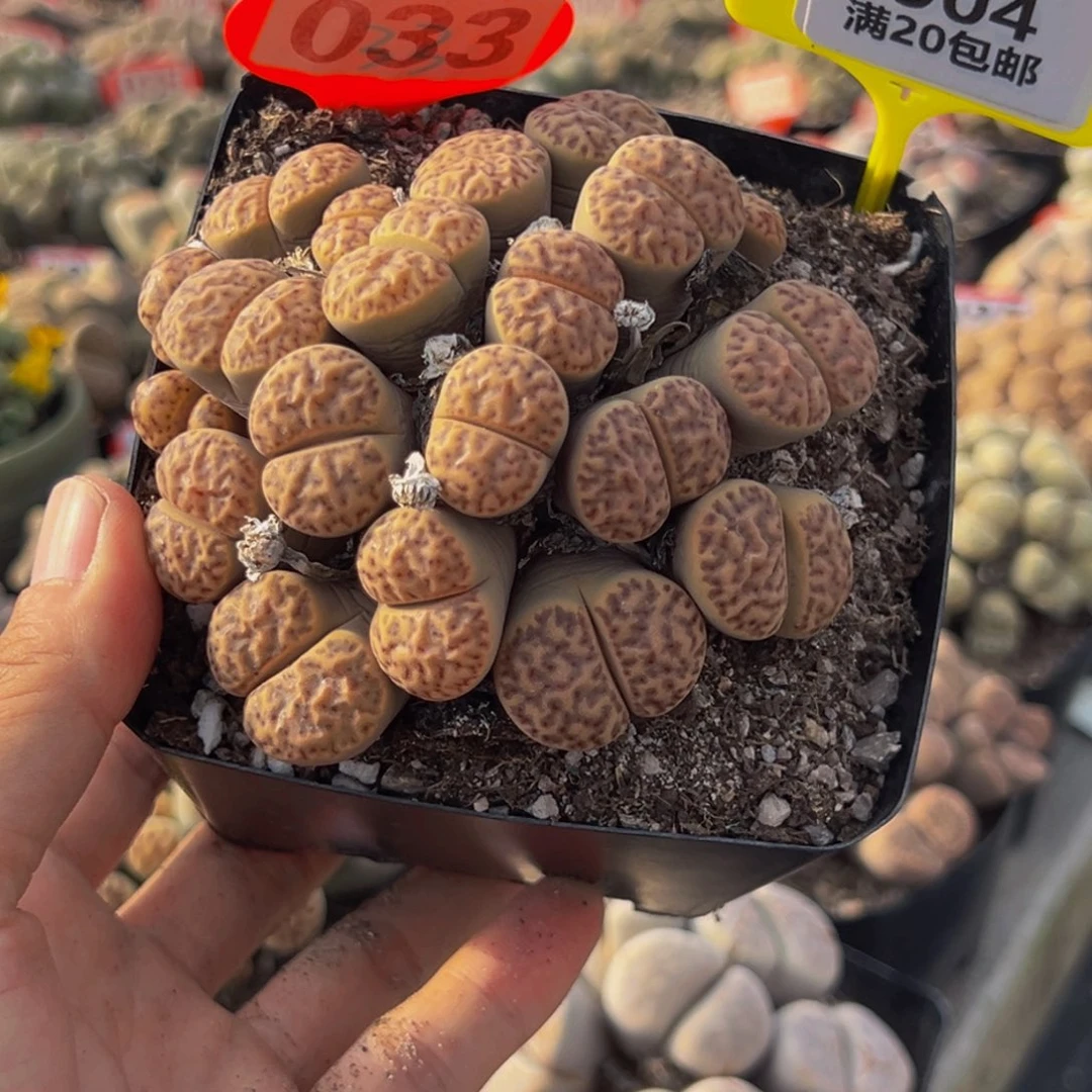 ****仔904 生石花大群生一物一拍