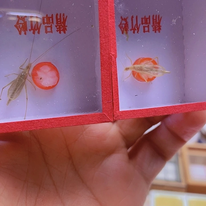 长须黑金大蛉2条啊啊