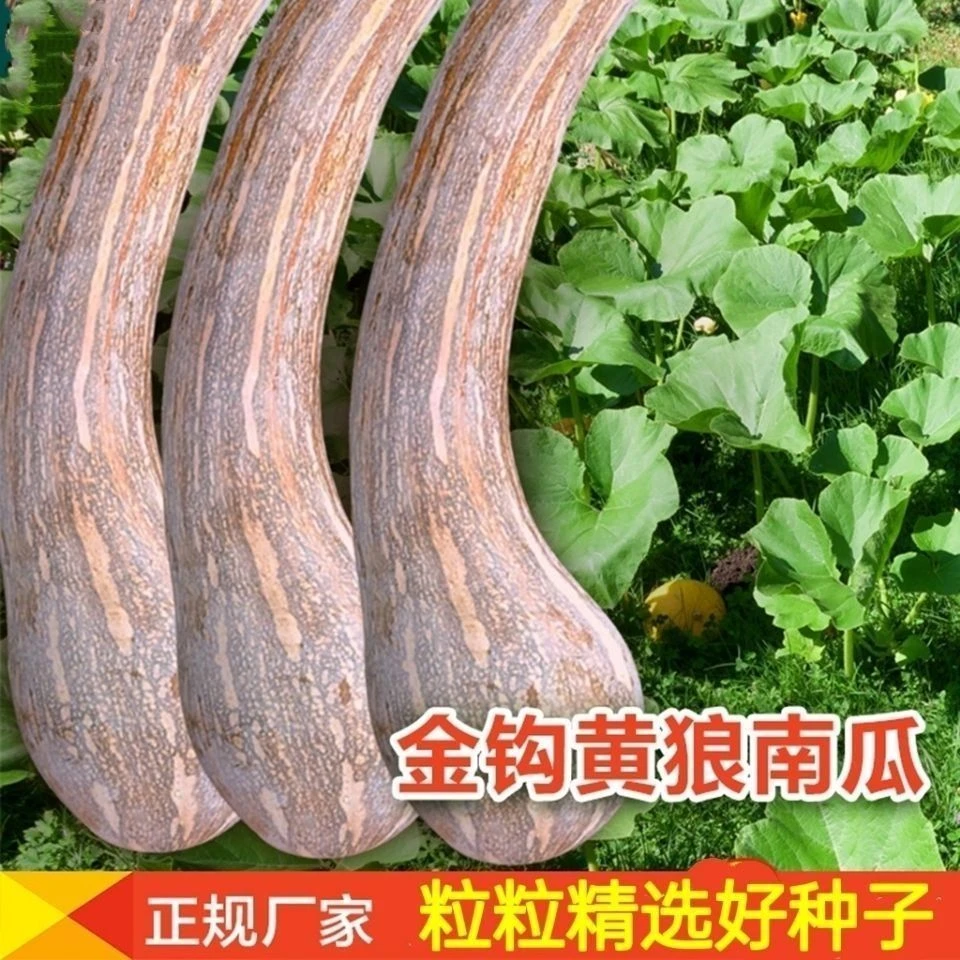 【推荐精品牛腿金钩南瓜南狼南瓜超甜香甜糯庭院阳台春秋南瓜品种