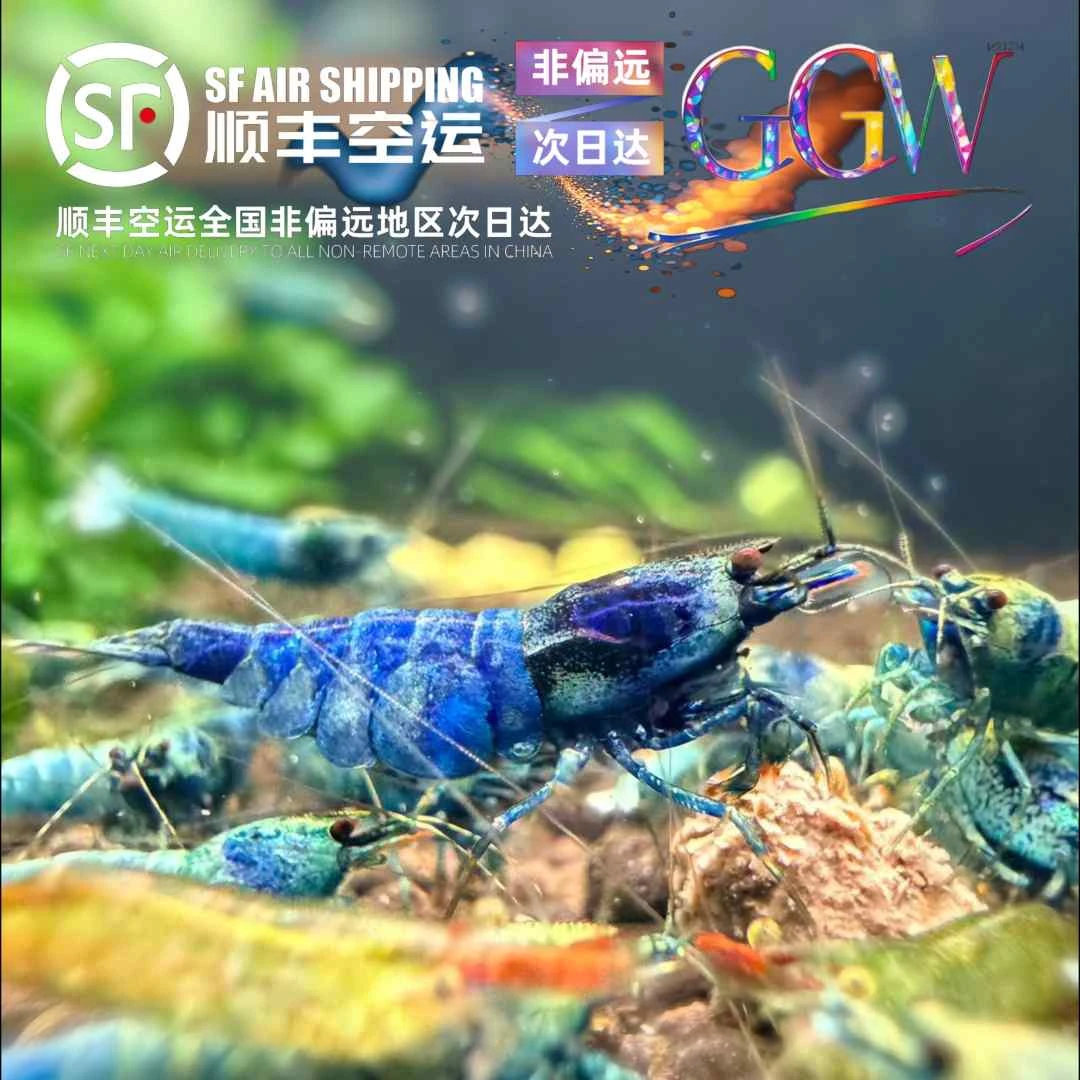 蓝金刚水晶虾淡水观赏虾