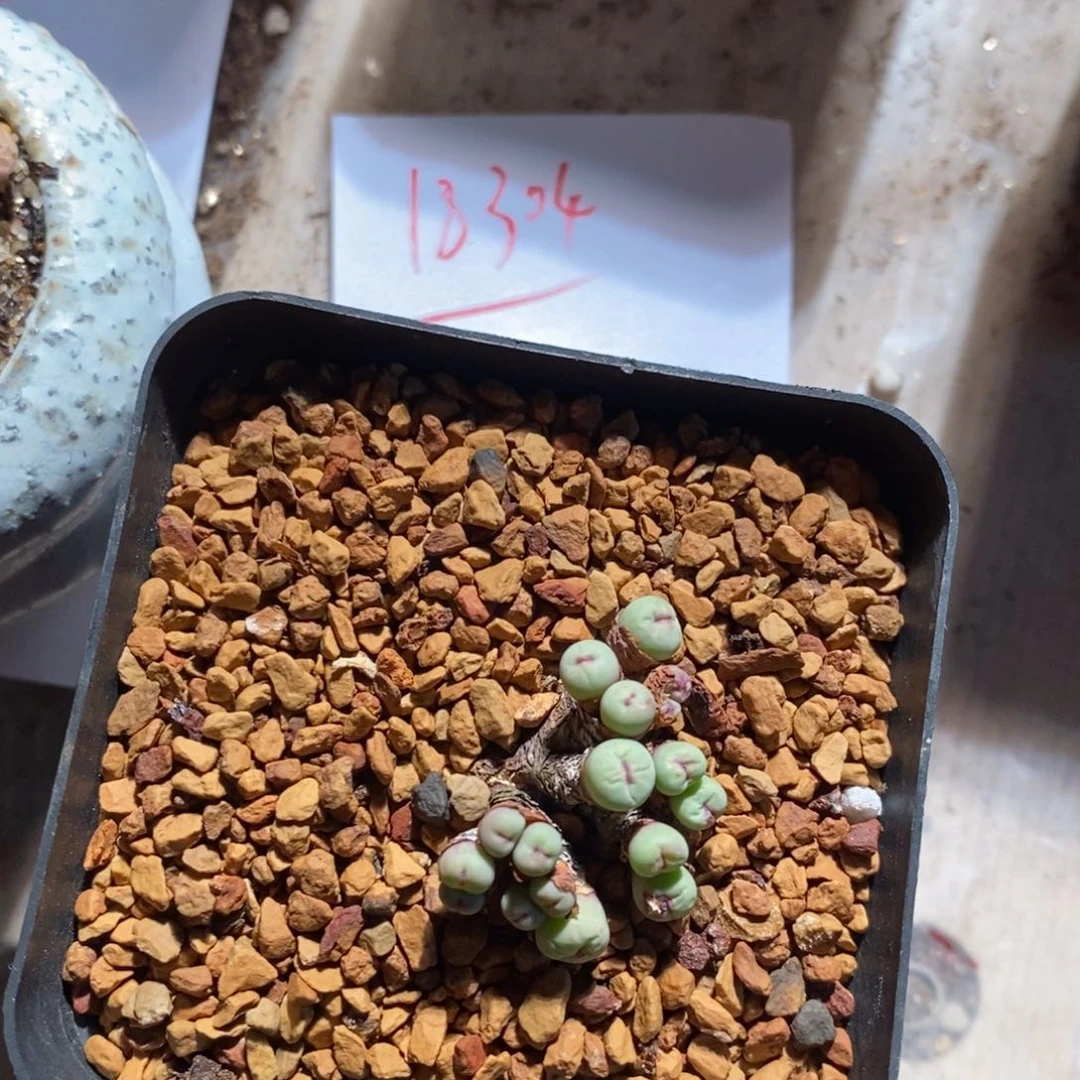 18304。    小红嘴群。