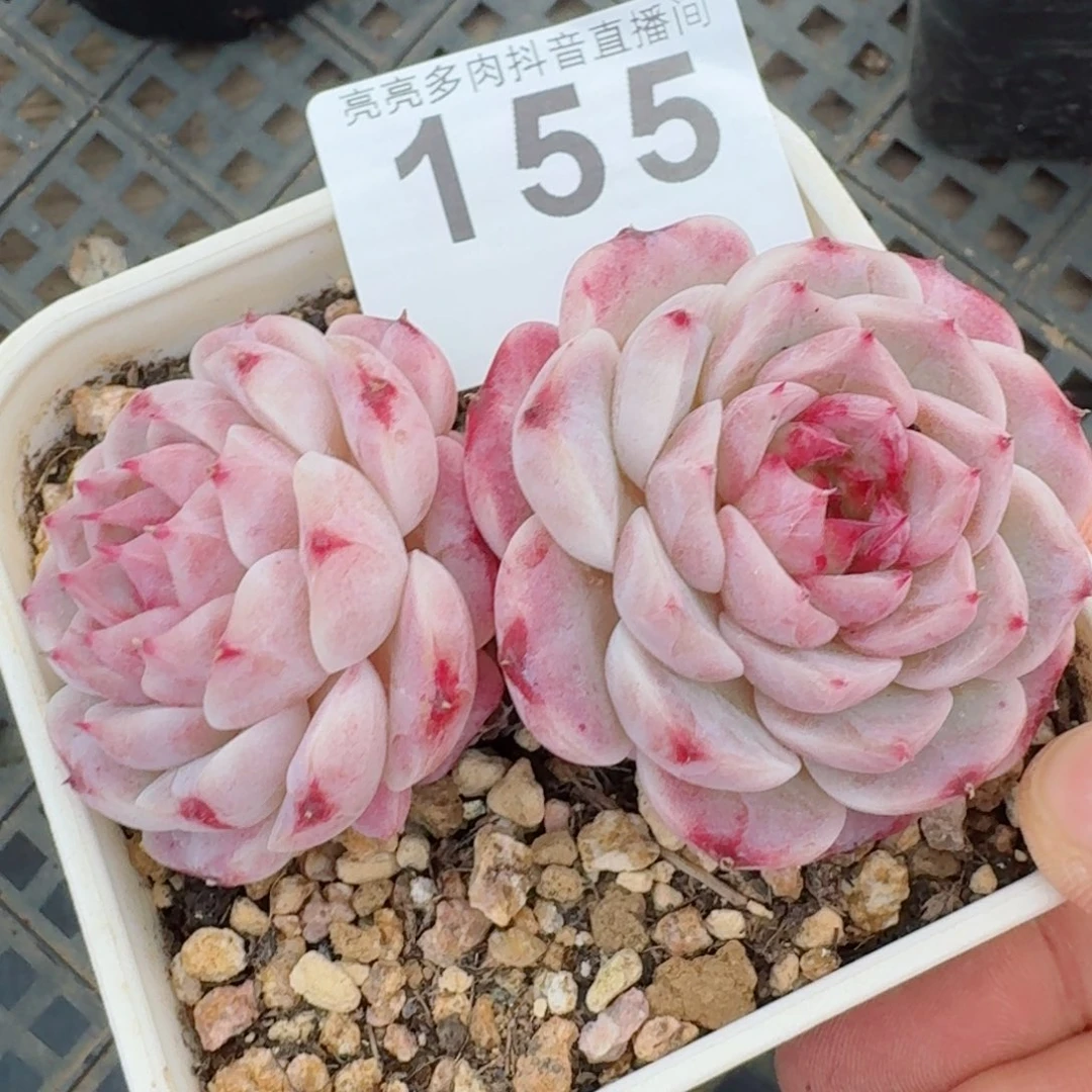 福利      多肉植物开播福利捡漏