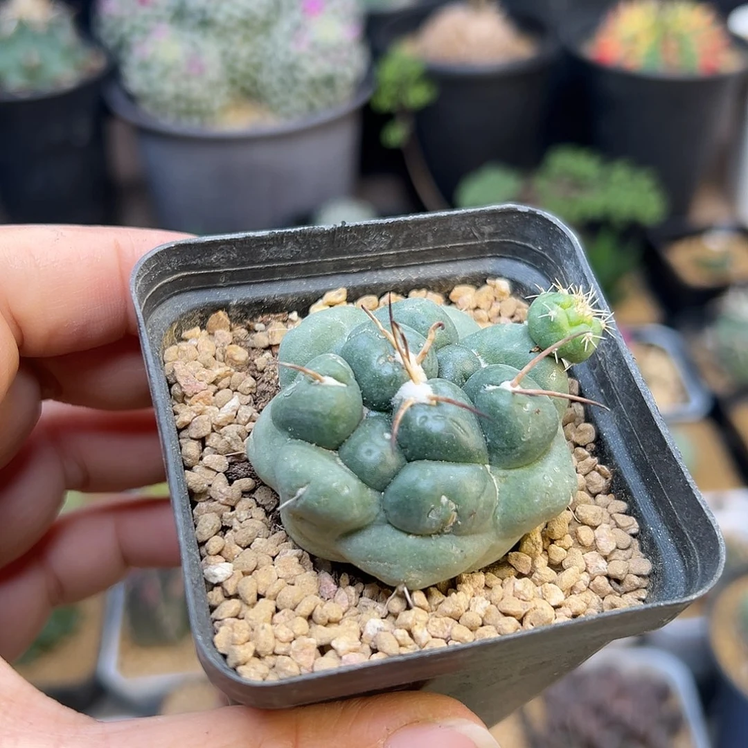 蜘蛛之眼一颗5.4cm