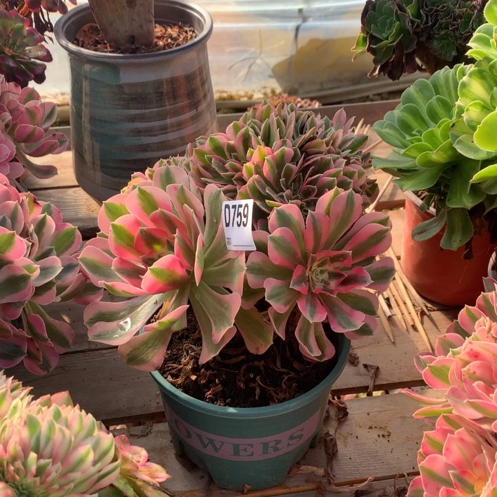 759粉女巫缀多肉法师