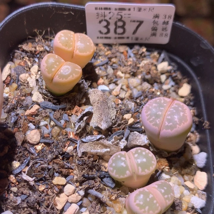 精品生石花25.387
