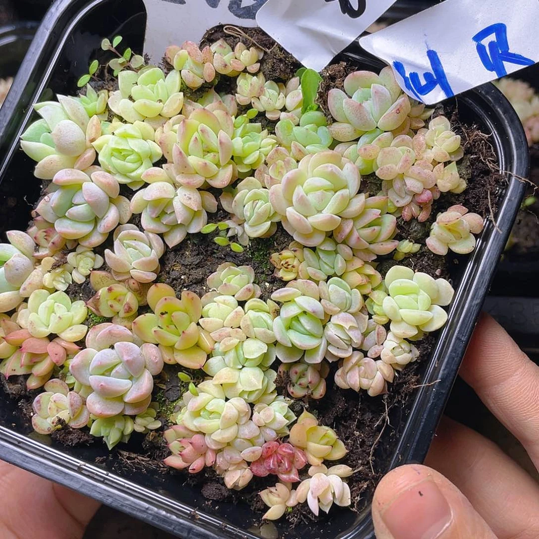 量拍多肉植物多肉植物80