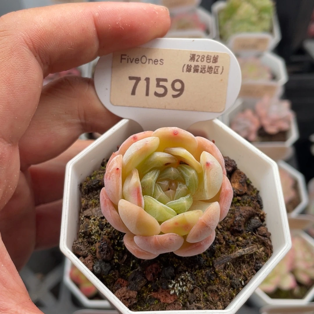 白色恋人7159-4厘米