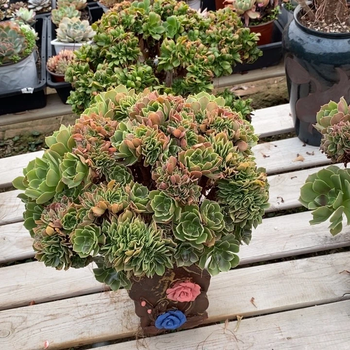 玫瑰朵朵缀不带盆脱土裸根发货