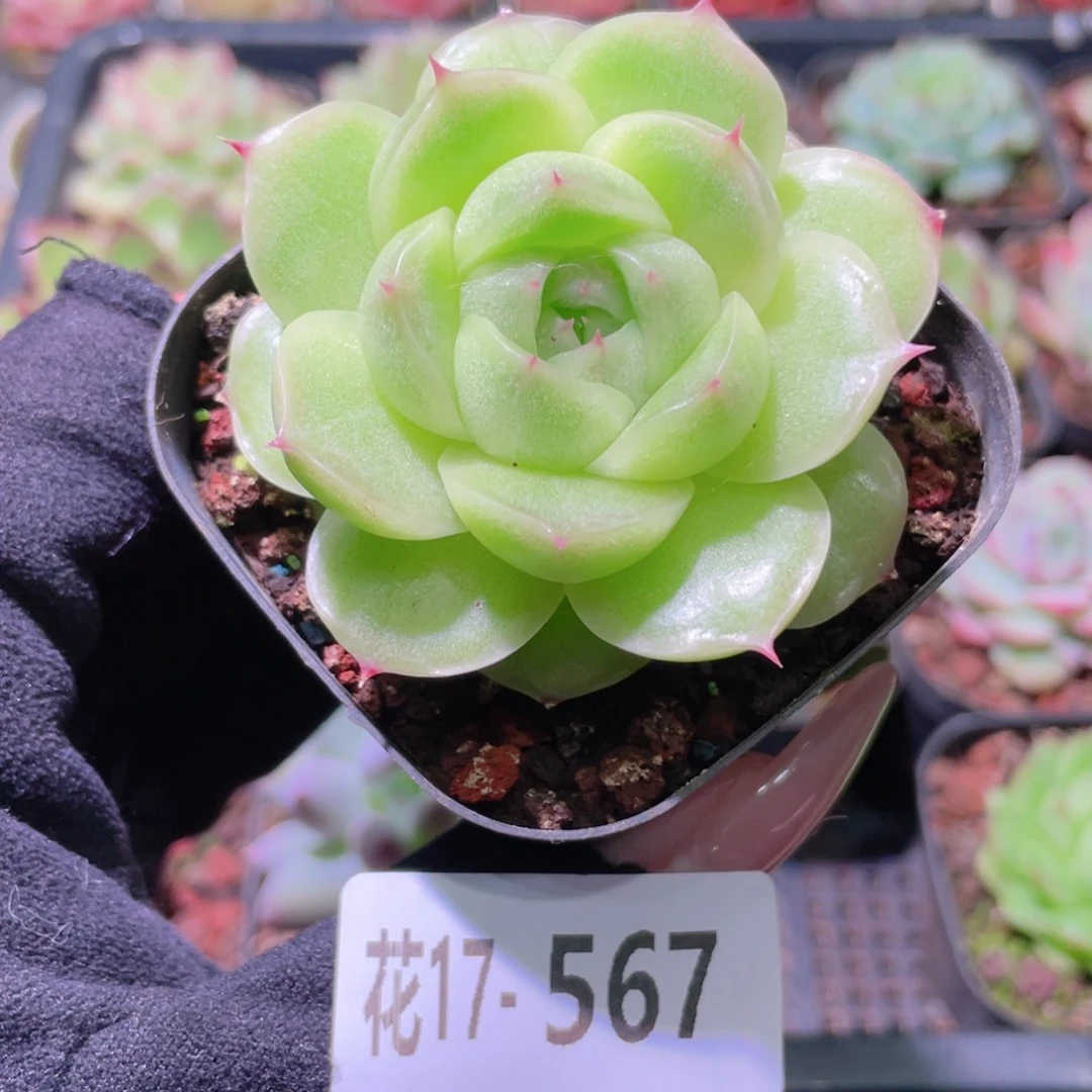 花利美17-567麦秆