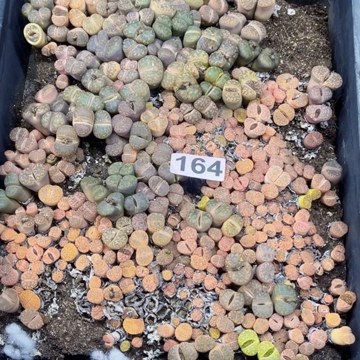 164 生石花一物一图如图