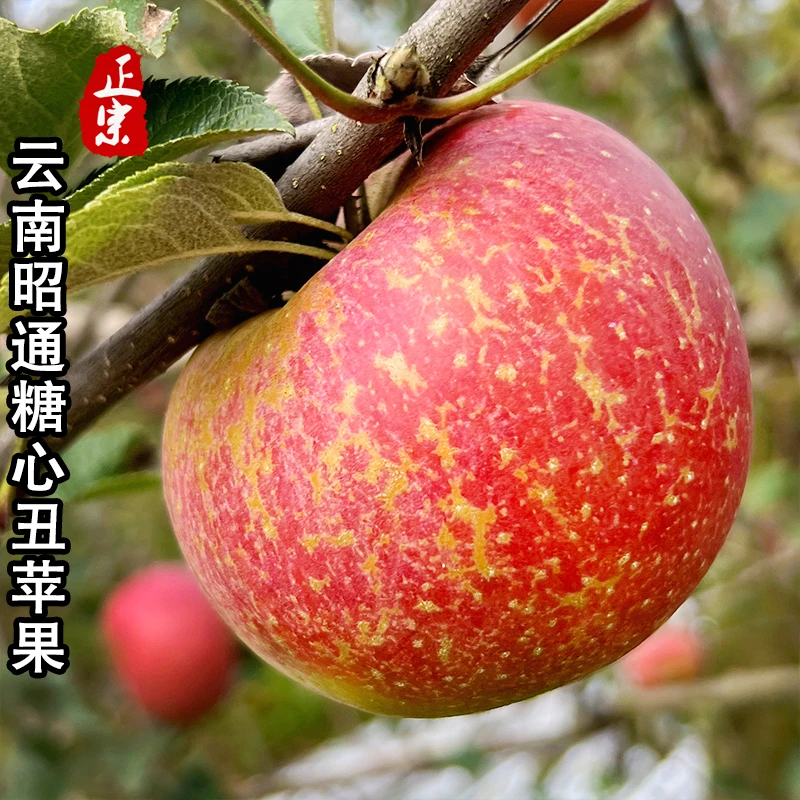 正宗云南昭通冰糖心丑苹果新鲜水果脆甜现摘高原丑苹果产地直发