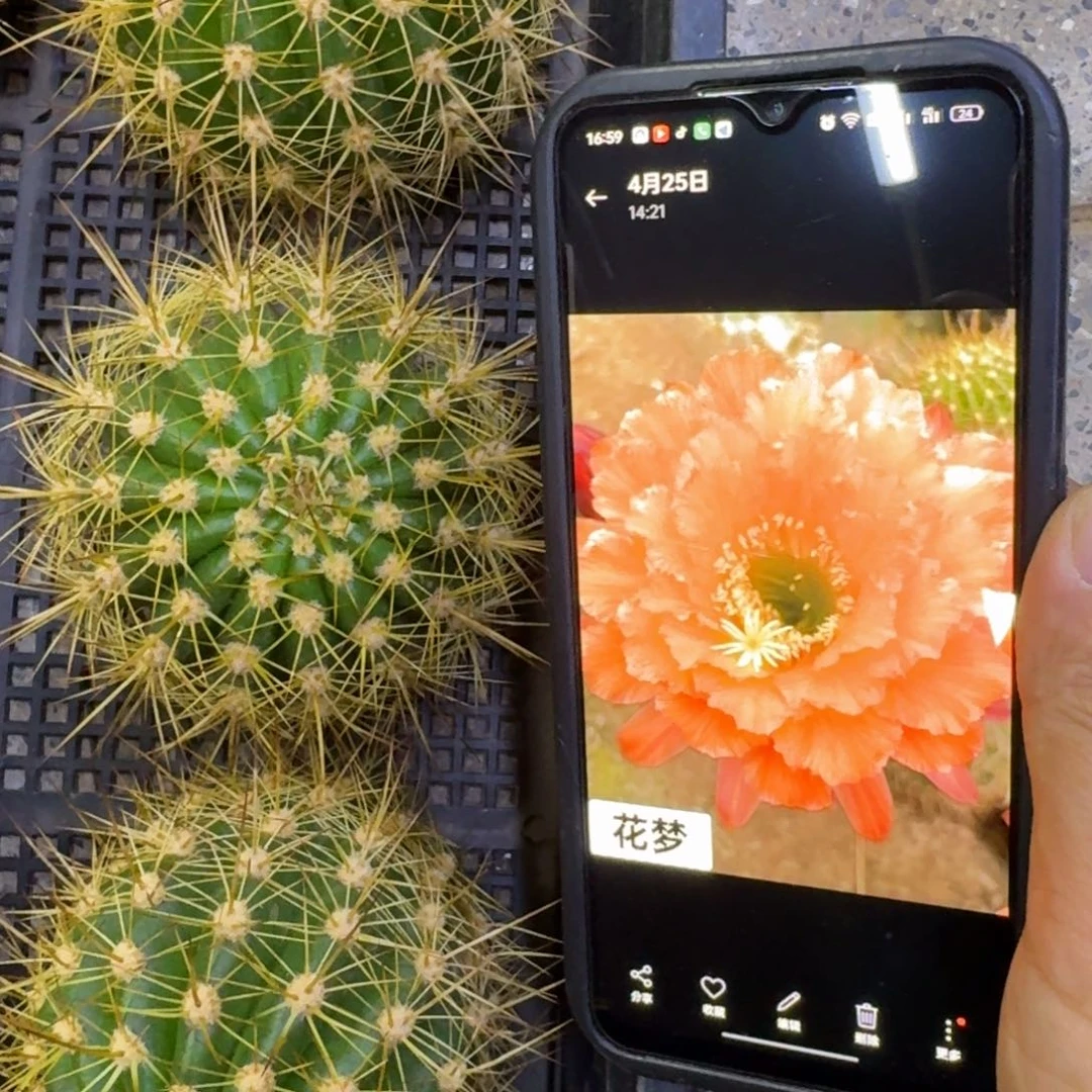 37毛花柱花梦歪5公分左右无根侧牙，20包邮
