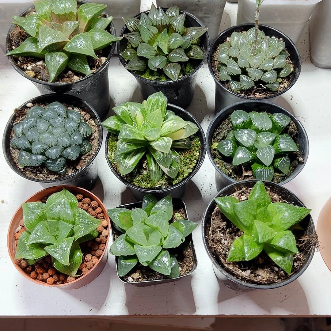 糖*十二卷多肉植物套餐1