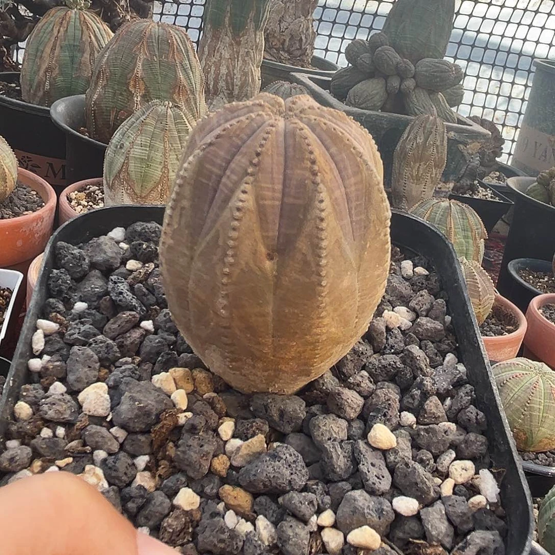 植物特殊性，拍下不退不换，客户专拍，除了这颗布纹球还有一颗龟甲