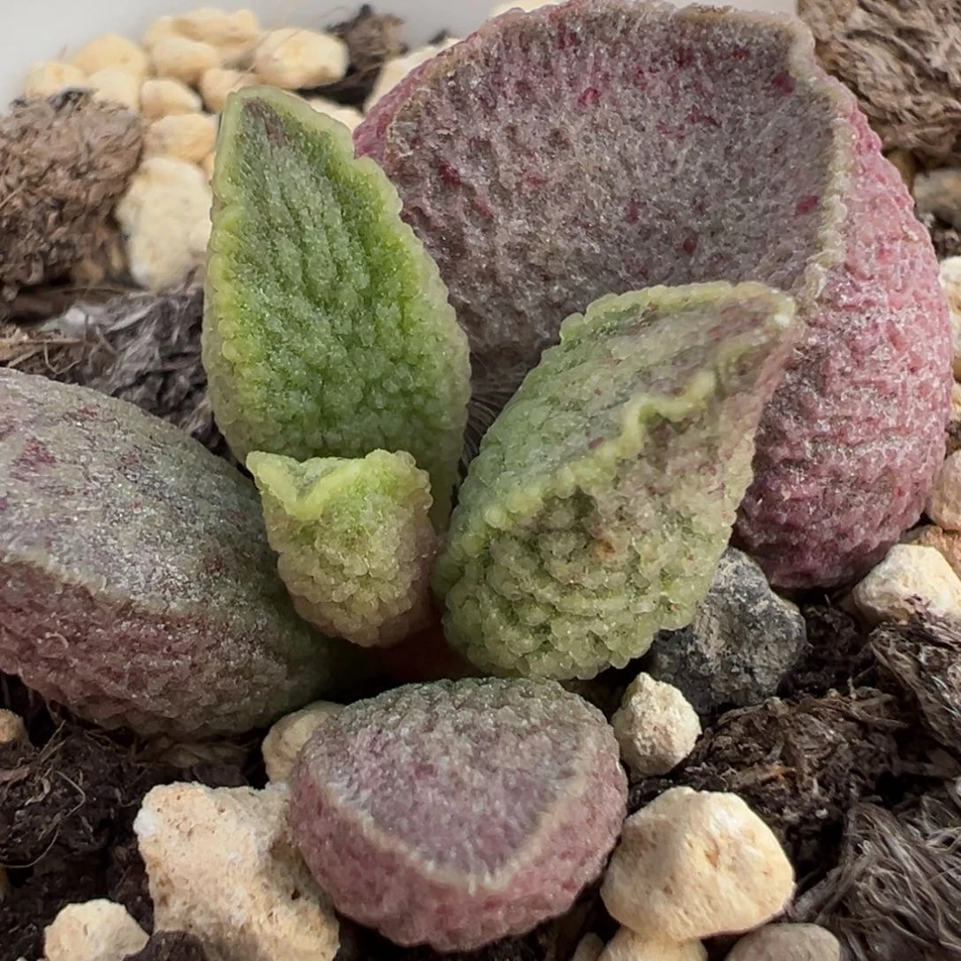 粉紫血斑实生新品大苗多肉植物