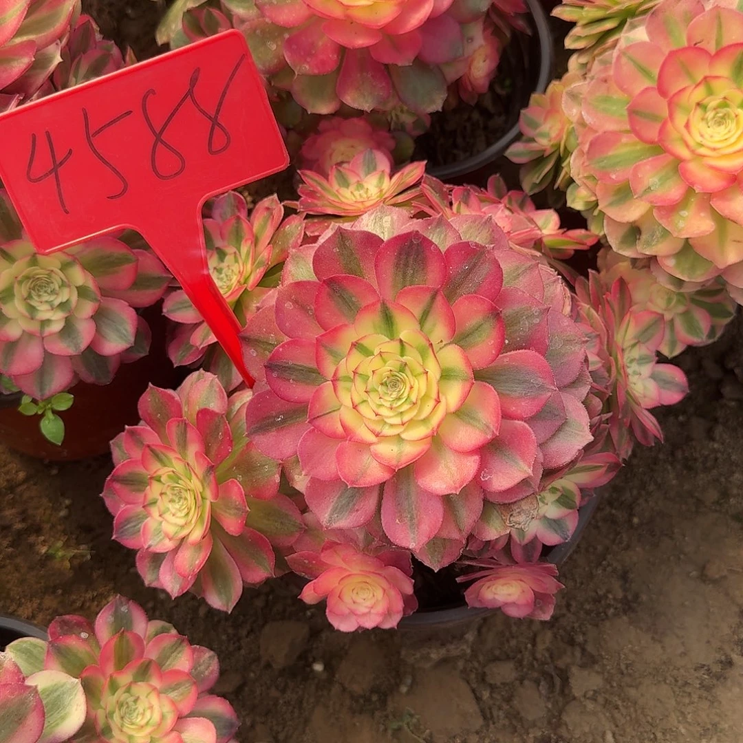 4588倾城多肉法师