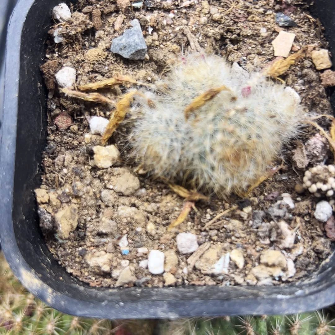 宝山仙人球11111111111