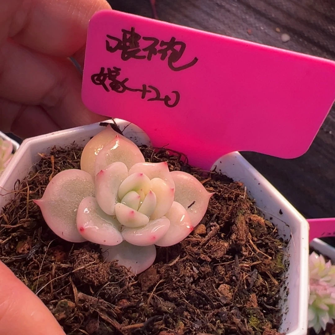 喂****加20嫁接费用，多肉