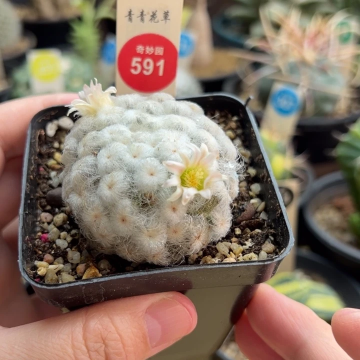 自根佛头白星5.2cm