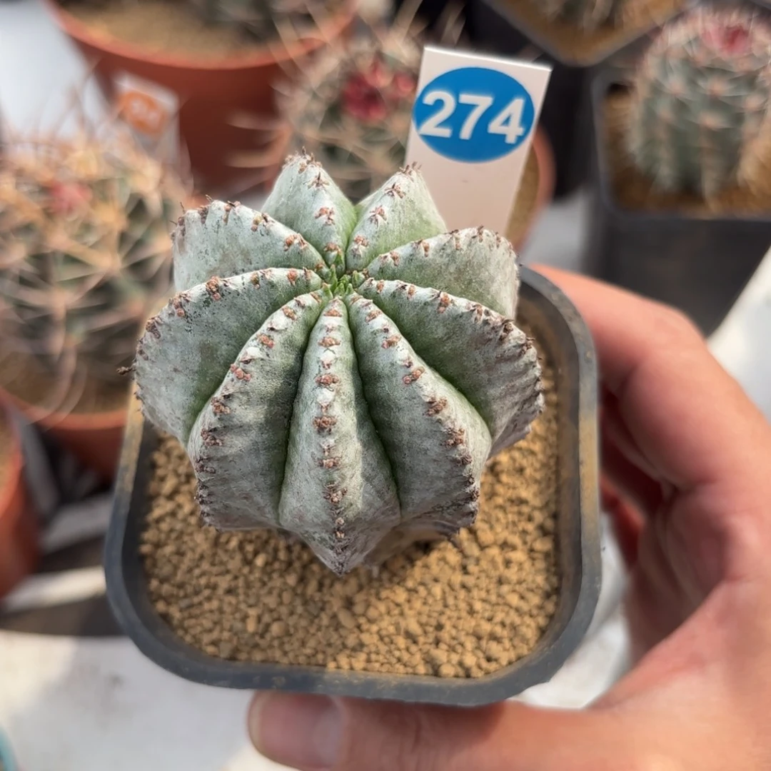 274白衣魁伟玉带盆带土