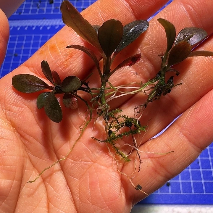 无花朵福利粉NEO福利一份植物