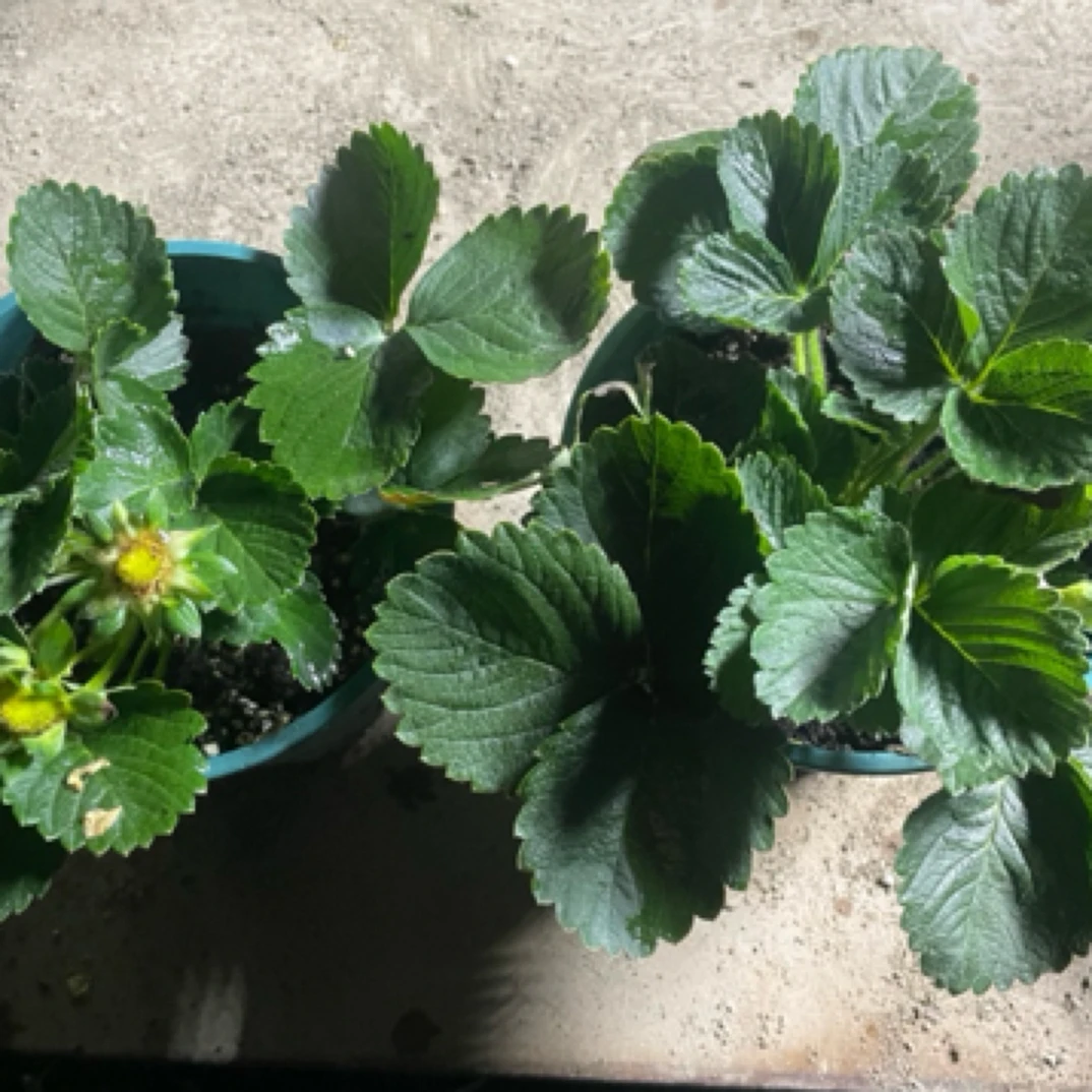 清盆特价原盆原土草莓盆栽2号青山盆