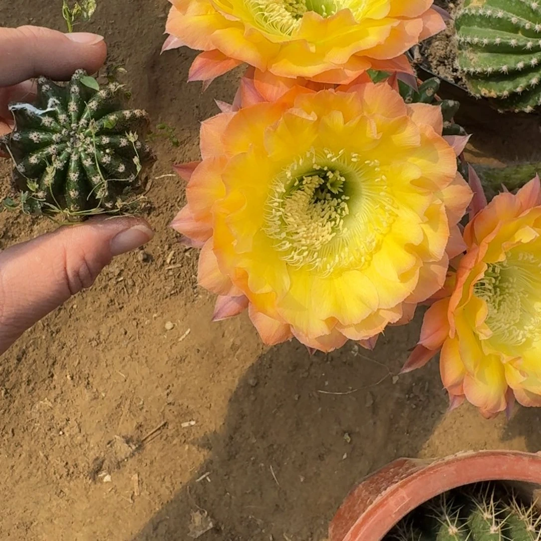 214彩草97歪无根侧牙4公分左右，20包邮