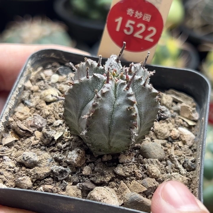 实生强刺白衣魁伟玉2.8cm