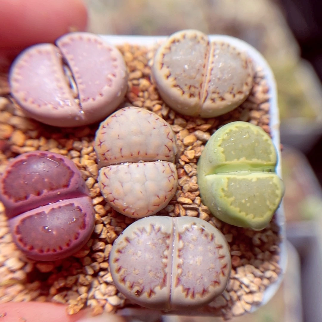 400号带盆盆包邮发货