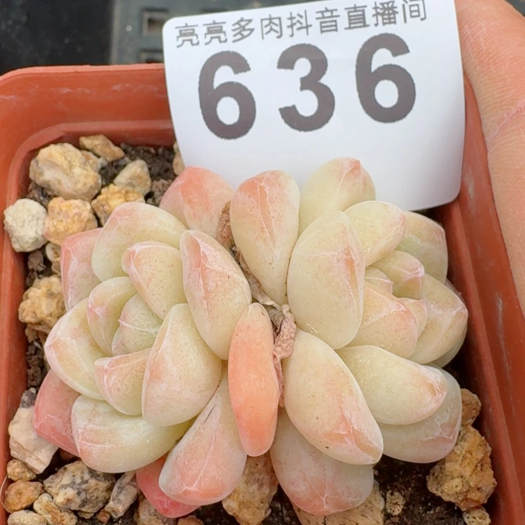 樱花冰玉         多肉植物