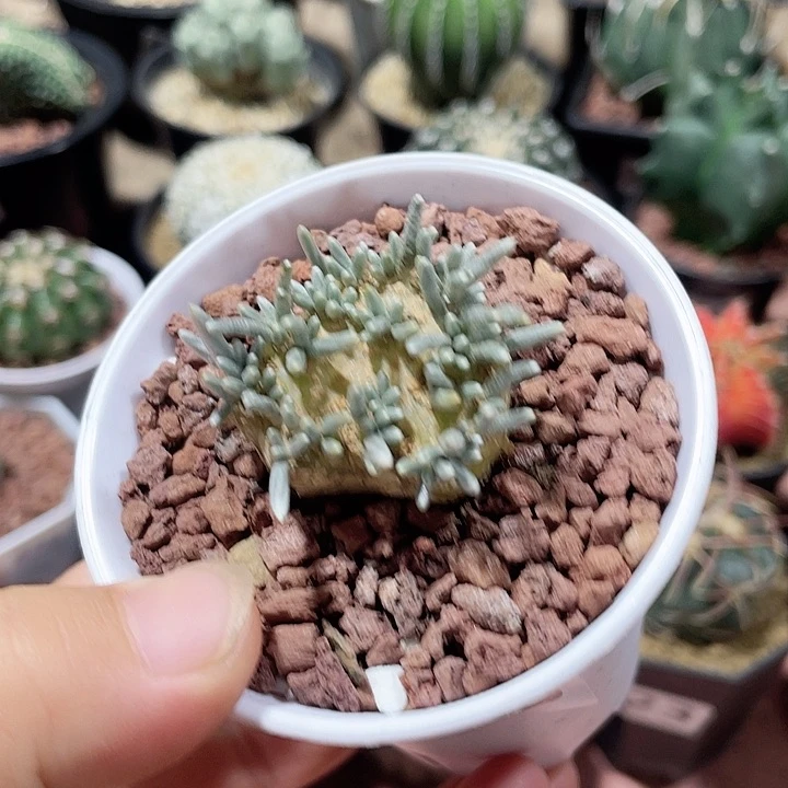 499韧锦块根植物
