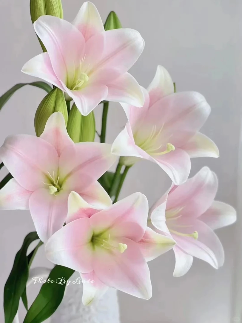 【520 鲜花婵之语】  粉色香水铁炮百合