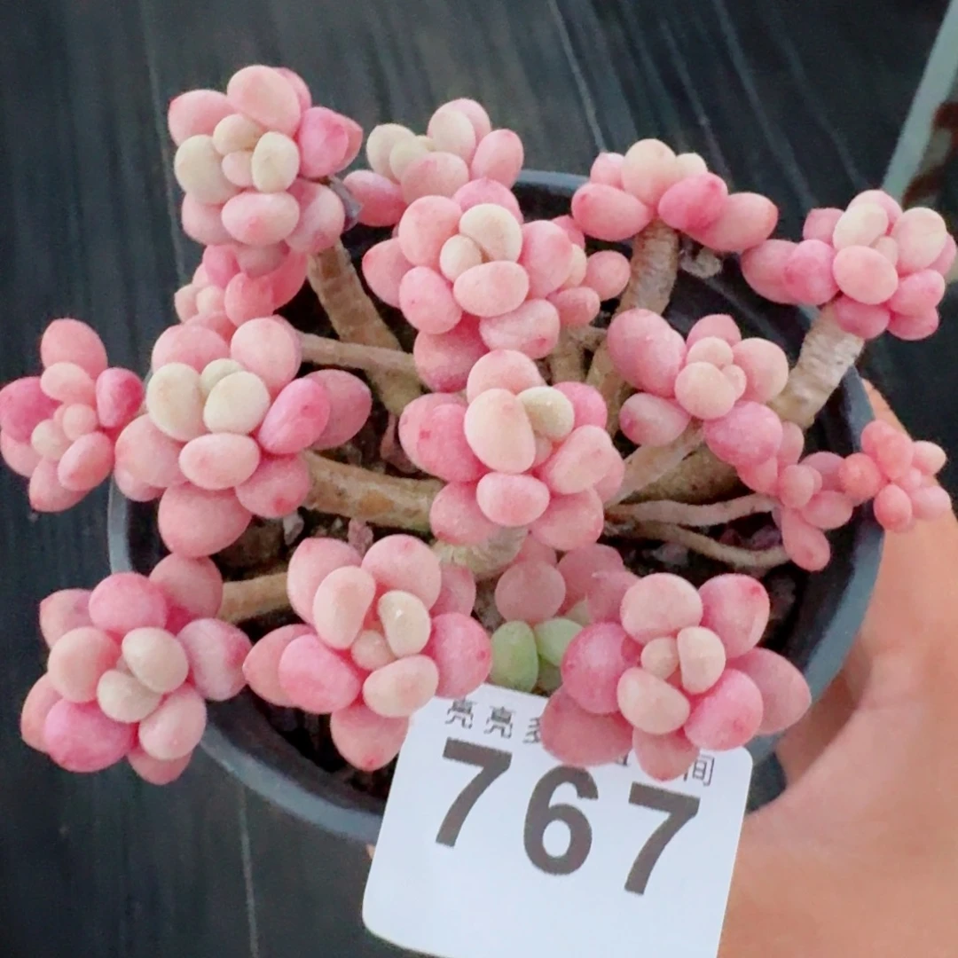 鱼子酱群生整装无砍