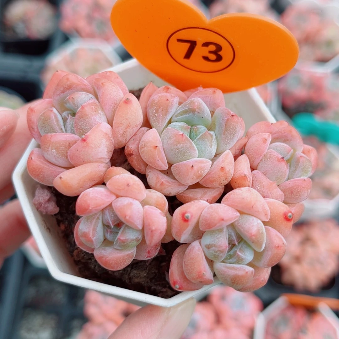 73号小老桩糖心群