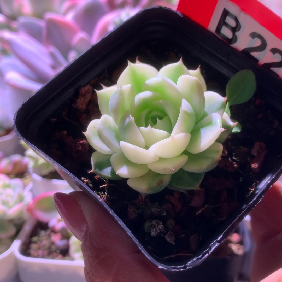 笨巴覆轮锦有根有
