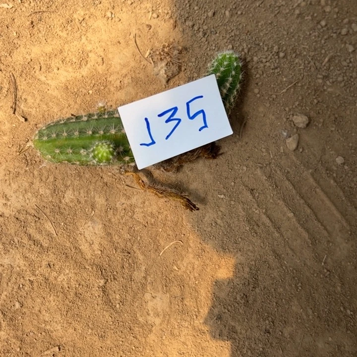 散***蛋J35白檀林肯之怒测压2