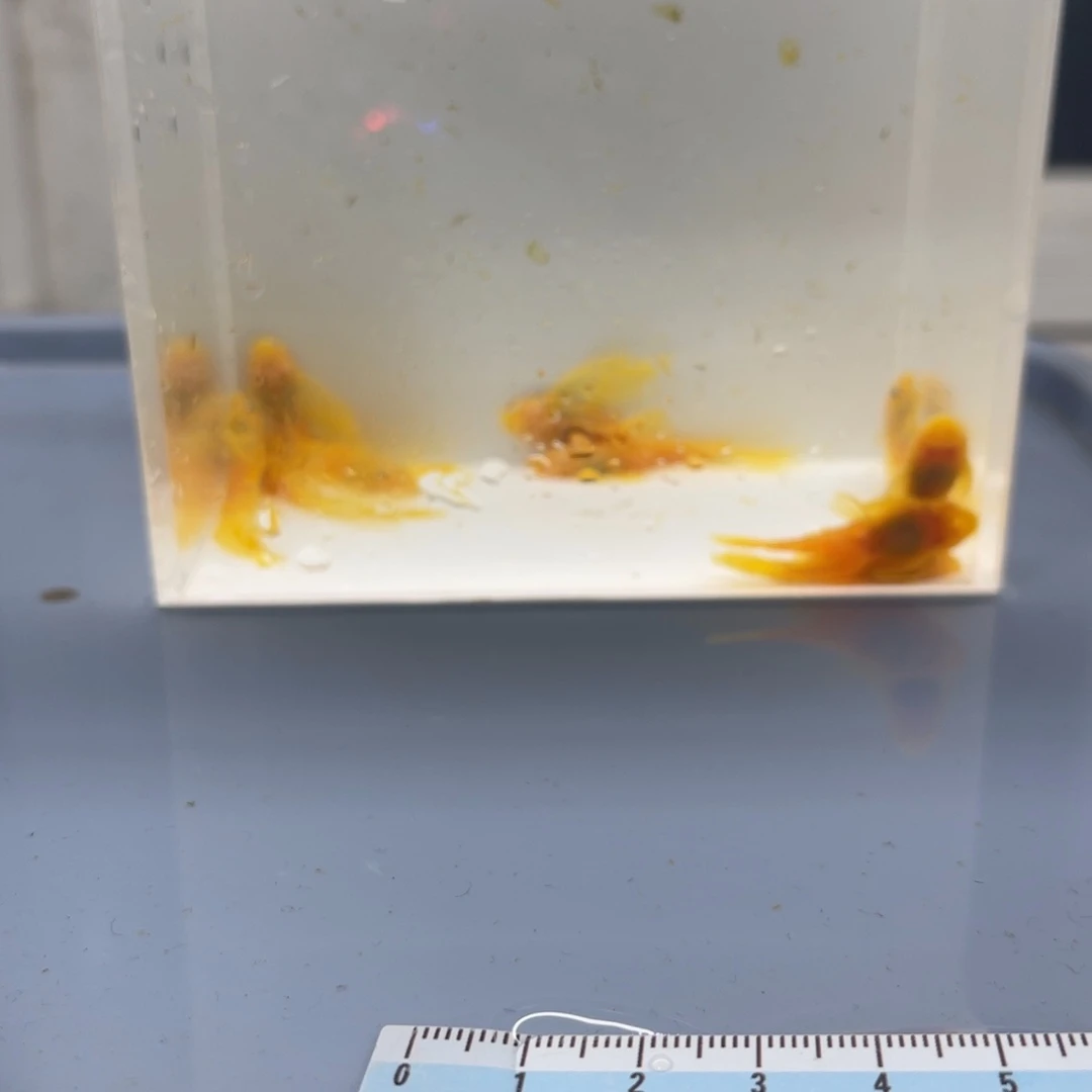 清道夫鱼5胡子5大帆开箱视频报损