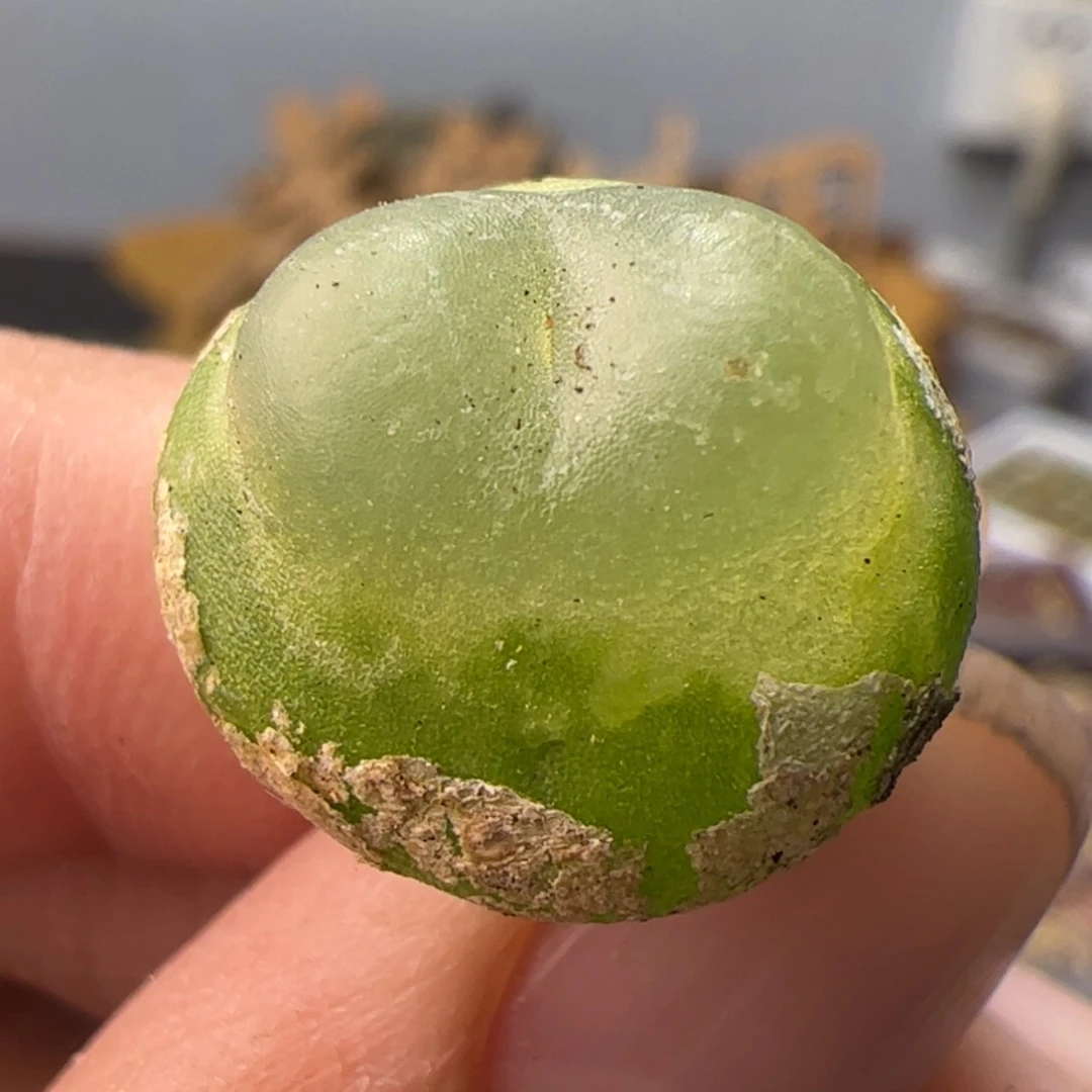 【闪购商品】000000025