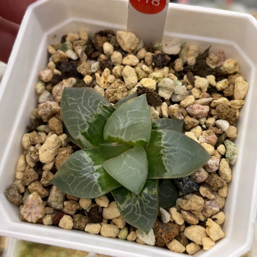 小蔡的菜园118火凤凰锦