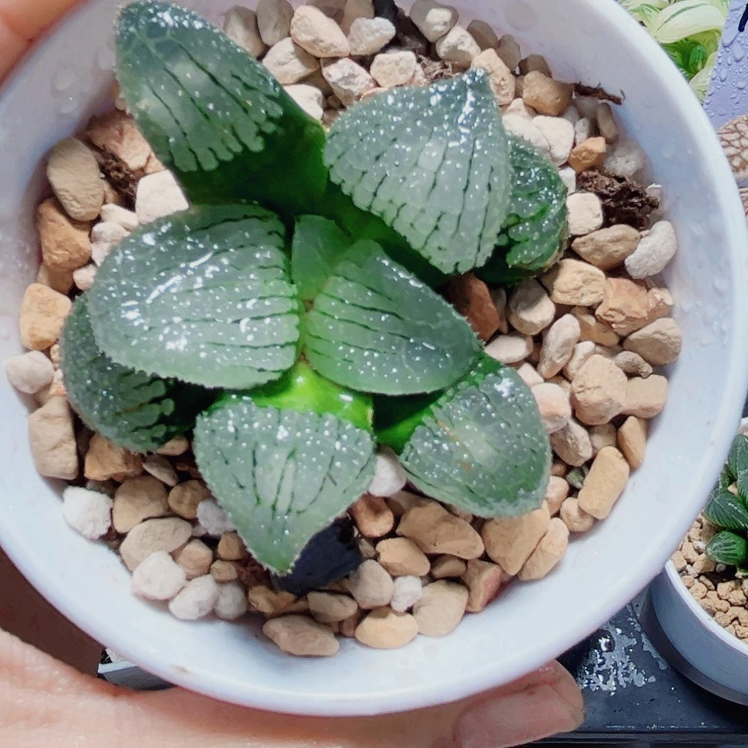 蕴***瀚天空之镜不要盆多肉植物